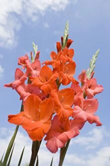 Images Dated 2nd August 2005: Gladioli Flowers - Red against blue sky Norfolk UK
