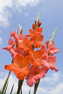 Images Dated 2nd August 2005: Gladioli Flowers - Red against blue sky Norfolk UK