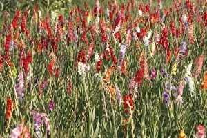 Images Dated 27th July 2007: Gladiolus - mass in field - cultivated. Alsasce - France