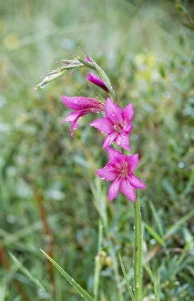 Images Dated 17th February 2005: Gladiolus Menorca, May