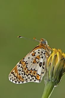 Images Dated 28th May 2012: Glanville Fritillary Butterfly