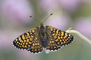 Butterflies And Moths Gallery: Glanville Fritillary Butterfly