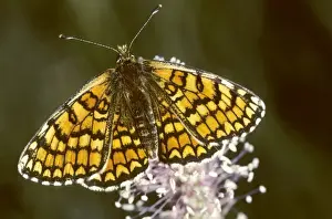 Fritillary Prints: Glanville Fritillary Butterfly - France