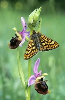 Glanville Fritillary Butterfly - Late spider-orchid (Ophrys holoser)