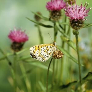 Images Dated 27th May 2010: Glanville Fritillary BUTTERFLY - resting on flower