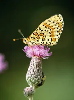 Thistles Prints: Glanville Fritillary Butterfly On Thistle