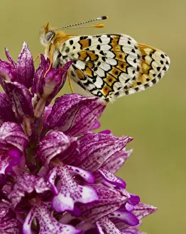 Glanville Fritillary (Melitaea cinxia) on Lady Orchid (Orchis purpurea), France