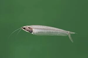 Images Dated 8th September 2005: Glass catfish – side view green background tropical freshwater Africa 002059