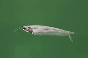 Glass catfish – side view green background tropical freshwater Africa 002059