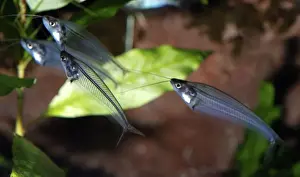 Glass Catfish/ X-ray fish, freshwater SE Asia (Malaysia, Borneo) and parts of China