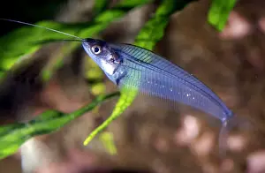 Transparent Prints: Glass Catfish/ X-ray fish, freshwater SE Asia (Malaysia, Borneo) and parts of China