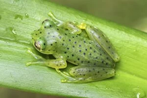 Glass Frog (Centrolene andinum)