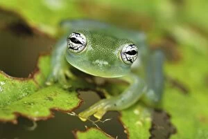 Glass Frog (Centrolene callistommum)