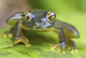 Glass Frog (Cochranella adiazeta)
