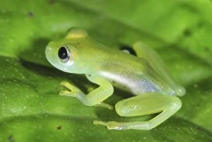 Glass Frog (Cochranella sp.)