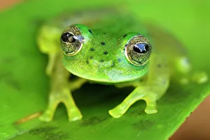 Frogs Collection: Glass Frog Colombia