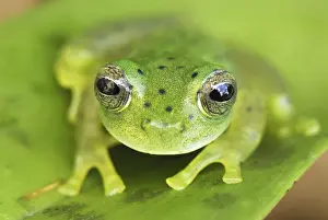 Glass Frog Colombia