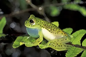 Peru Prints: Glass Frog - Manu National Park - 1800m - Peru