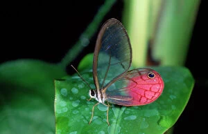 Butterflies Collection: Glasswing Butterfly Brazil, Columbia, Ecuador