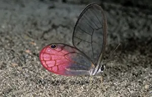 Glasswing Butterfly Brazil. Columbia, Ecuador