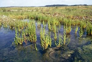 Images Dated 26th June 2008: Glasswort - growing in silty mudflats