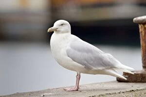 Images Dated 27th February 2012: Glaucous Gull - Adult - UK