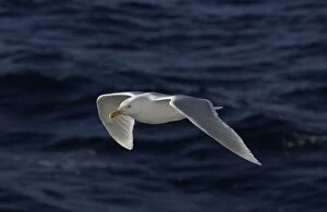 Images Dated 22nd July 2003: Glaucous Gull In flight Spitzbergen