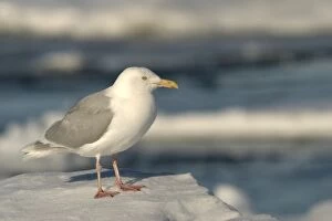 Images Dated 27th August 2003: Glaucous Gull. North Spitzbergen. Svalbard