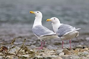 Images Dated 24th August 2011: Glaucous-winged Gull
