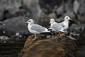 Glaucous-winged Gull - British Colombia - Canada