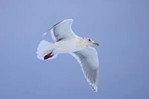 Images Dated 21st March 2008: Glaucous-winged Gull - in flight