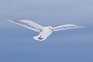 Images Dated 21st March 2008: Glaucous-winged Gull - in flight