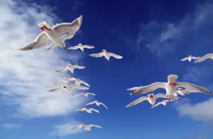 Flocks Prints: Glaucous-winged Gull - in flight