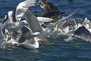 Gulls Prints: Glaucous Winged Gull & Heermann's Gull (Larus heermannii)