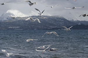 Images Dated 4th March 2004: Glaucous-winged Gull. Homer Alsaska, Feb, USA