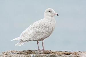 Glaucus gull - Immature bird