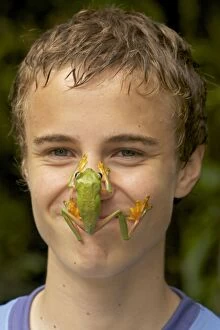 Gliding Leaf Frog - climbing on boys face