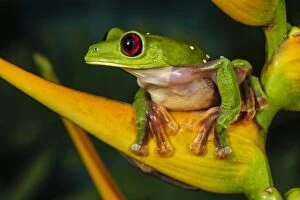 Gliding Leaf Frog / Gliding Tree Frog / Spurrell s