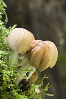 Decay Prints: Glistening Ink Cap - Cornwall - UK