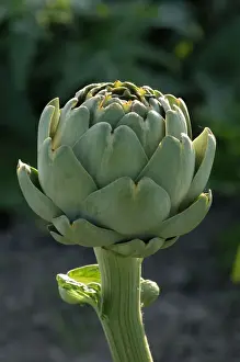Commercial Prints: Globe artichoke - discovered artichokes growing commercially in La Vendee area of France for the first time