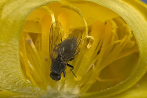 Images Dated 22nd March 2005: Globe flower - The Chiastocheta fly is inside the flower and will fertilize it. Europe