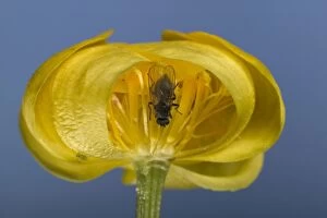 Images Dated 22nd March 2005: Globe flower - The Chiastocheta fly is inside the flower and will fertilize it. Europe