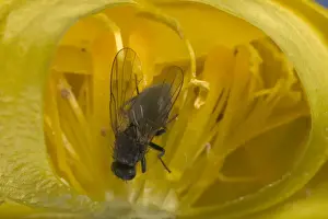 Globe flower - The Chiastocheta fly is inside the flower and will fertilize it. Europe