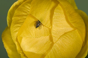 Images Dated 22nd March 2005: Globe flower - The diaphragm shaped closed flower. The Chiastocheta fly penetrate inside. Europe