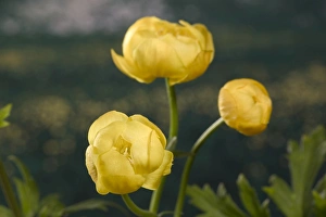 Images Dated 22nd March 2005: Globe flower. Europe