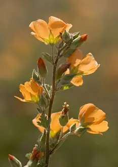 Backlit Prints: Globe Mallow / Desert Mallow - evening light, common desert plant