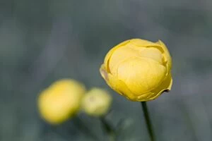 Images Dated 29th May 2012: Globeflower - Summer