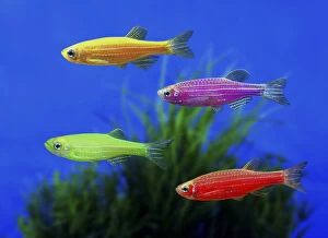 Fresh Water Fish Gallery: GloFish Zebrafish, Danio rerio, in diverse color