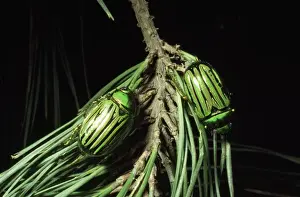 Glorious Beetle Arizona to Texas