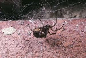 Webs Prints: Glossy Black Spider - common around houses UK